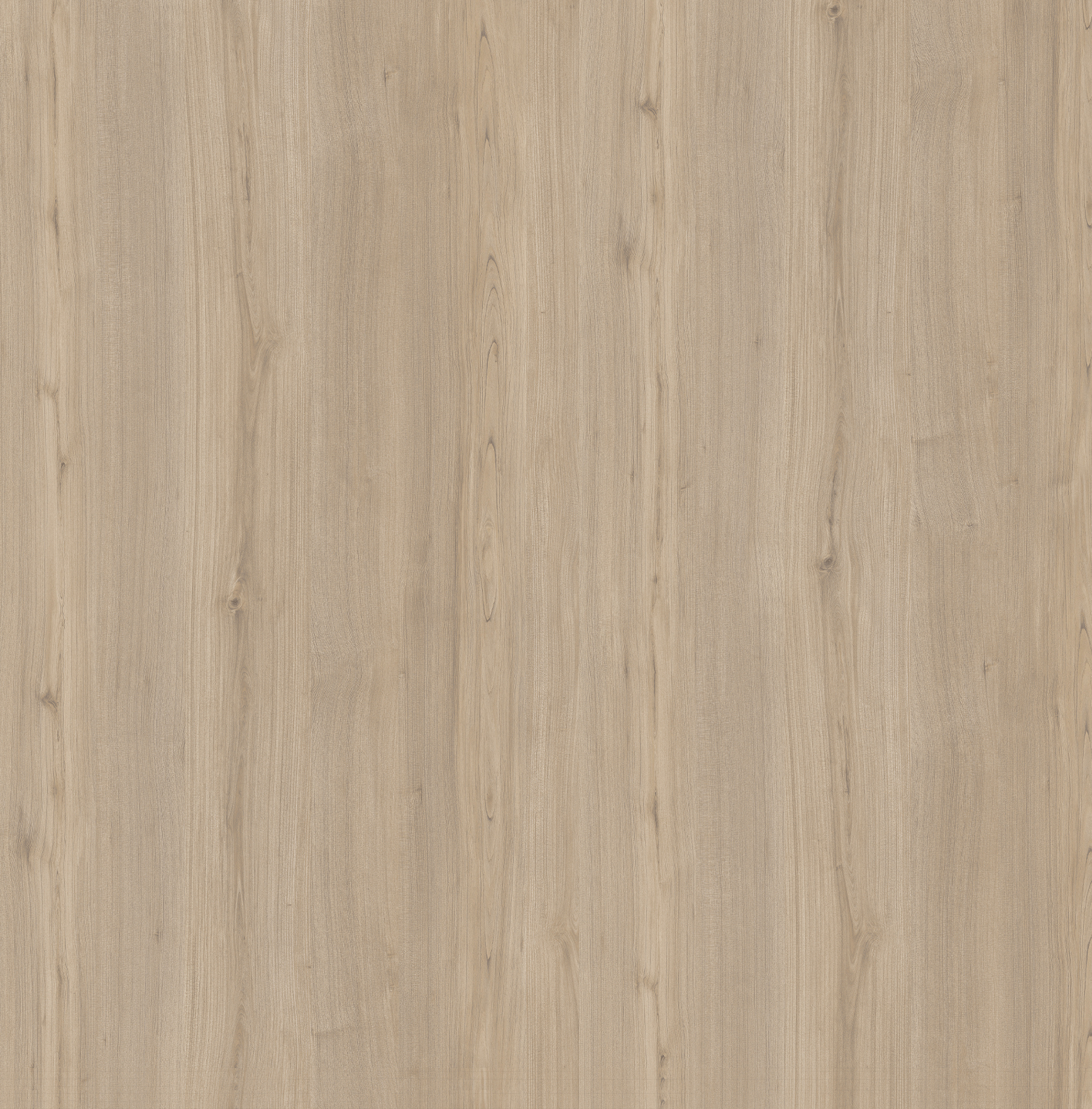 SL1123 羌雾黄榆木